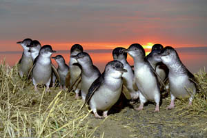 Fairy Penguins or Little Penguins of Phillip Island stock image  Foons Photographics Wonthaggi